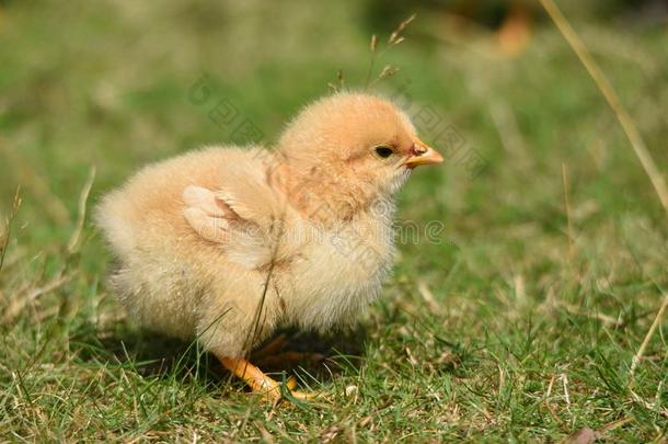 小的黄色的小鸡关在上面-婴儿小鸡en