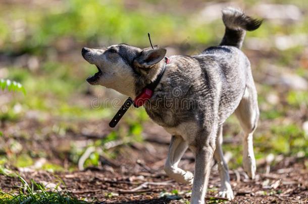 打猎狗又叫做麋鹿猎犬或猎狗