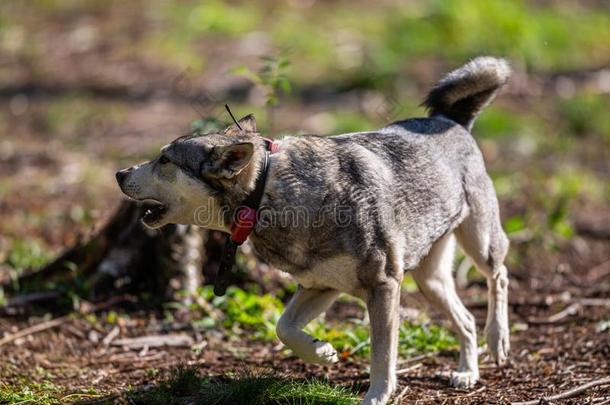 打猎狗又叫做麋鹿猎犬或猎狗