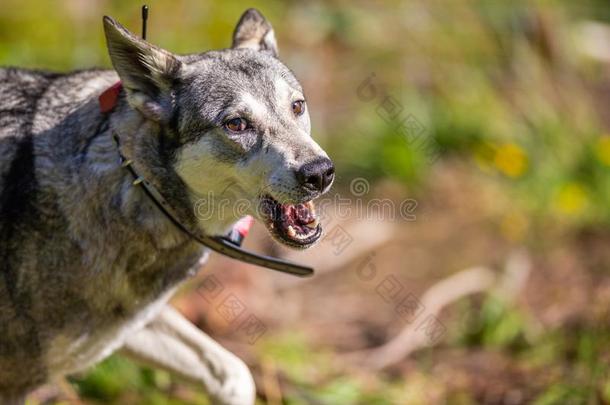 打猎狗又叫做麋鹿猎犬或猎狗