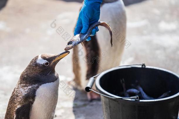 指已提到的人女人喂养企鹅.指已提到的人巴布亚企鹅企鹅皮戈斯西利斯巴布亚岛是（be的三单形式