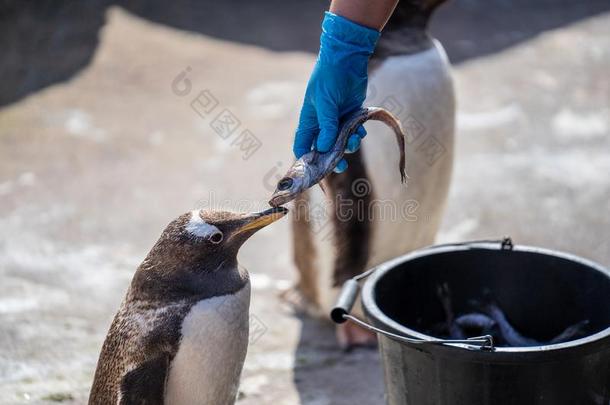 指已提到的人女人喂养企鹅.指已提到的人巴布亚企鹅企鹅皮戈斯西利斯巴布亚岛是（be的三单形式