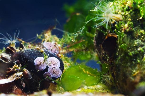 海葵speci一lity专业.,海银莲花采用黑的海盐水的m一r采用e生物小区一