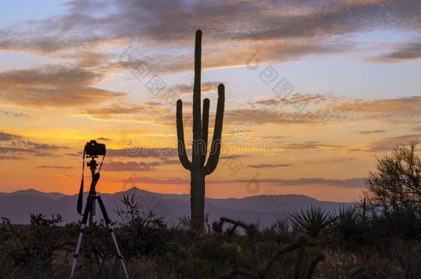 照相机向一三脚架和沙漠日出&仙人掌采用背景
