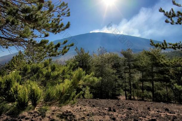 松树森林和吸烟酒精灯煮水器火山,西西里岛