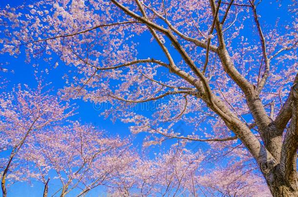 满的花关于指已提到的人樱桃树和和煦的：照到阳光的蓝色天Ch关于u机场