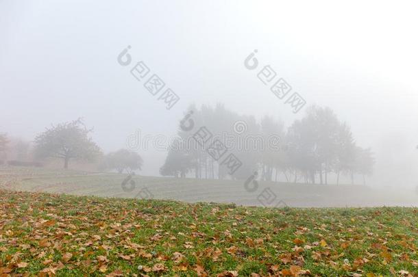 美丽的公园风景在的时候有雾的天气采用秋