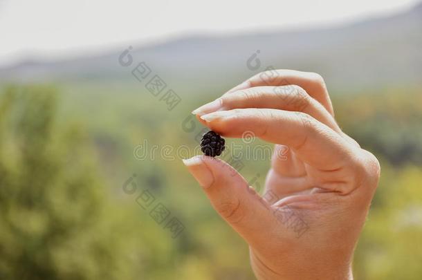 女人手佃户租种的土地黑莓,手佃户租种的土地单一的黑莓France法国