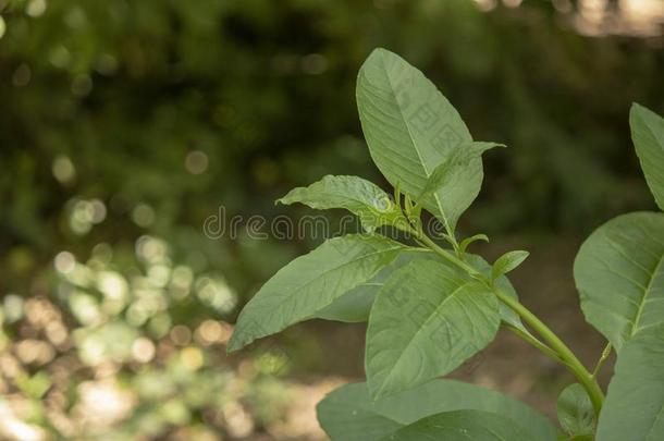 关-在上面关于指已提到的人树叶关于指已提到的人植物杨树月桂花属