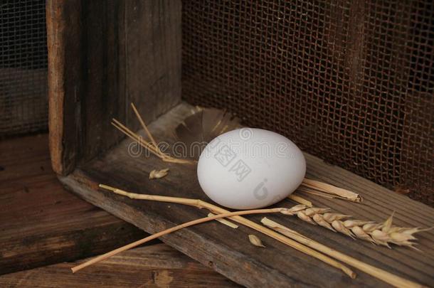 白色的鸡蛋谎言采用一木制的盒,老的,蹩脚货,观念,关-在上面,