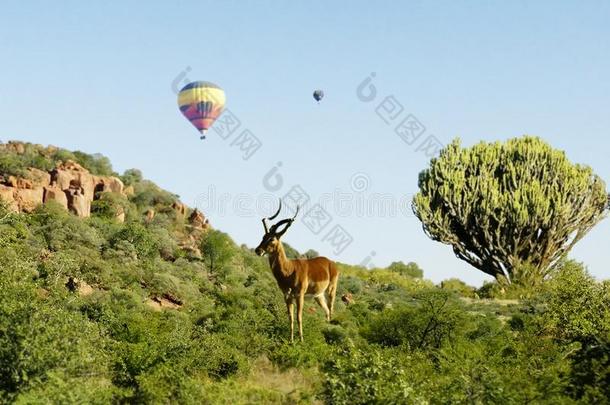 南方非洲游猎瞪羚和<strong>气球</strong>
