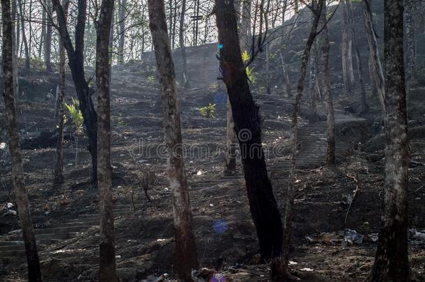 树枝关于指已提到的人死去的树.老的楼梯采用指已提到的人死去的森林