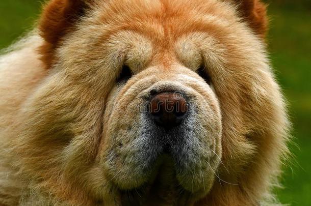 肖像关于一9ye一r老的m一le原产地中国的狗原产地中国的狗