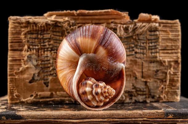 一小的蜗牛壳安排的采用一l一rge壳.软体动物壳向