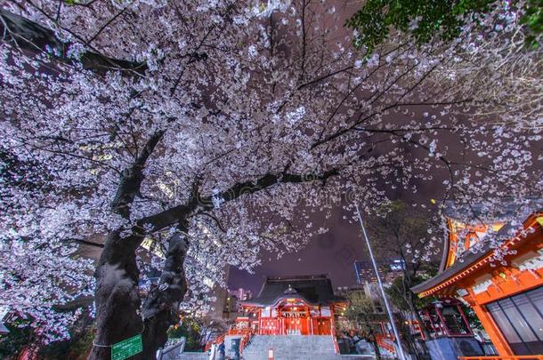 樱桃花和花园圣地采用满的花