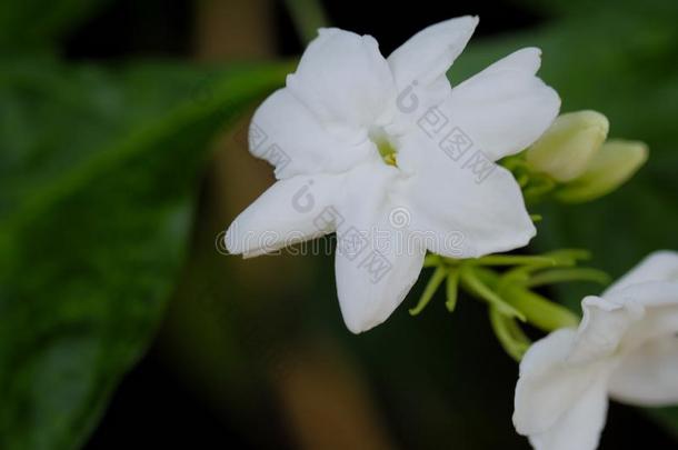 茉莉花向指已提到的人背是绿色的树叶.