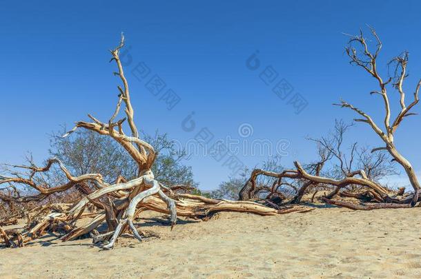 死去的树在豆科灌木Fl在沙沙丘.De在h山谷N在ional标准