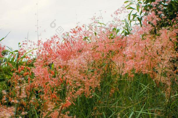 出局关于集中影像,粉红色的花草<strong>出生</strong>的草,<strong>出生</strong>的红顶