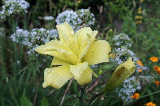 奢侈花<strong>黄花</strong>菜采用指已提到的人花园关-在上面.<strong>黄花</strong>菜是（be的三单形式一花