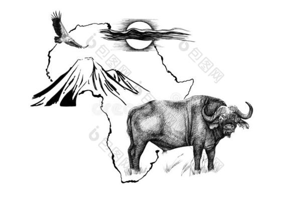 水牛向非洲地图背景和乞力马扎罗山山,秃鹫