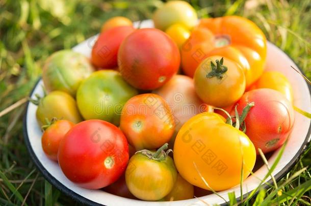 新鲜的多彩的番茄采用一碗向一田