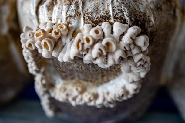 分裂鳃蘑菇农事体系为生产关于替代的
