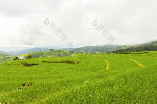 稻台阶在爸-恶臭-彭,更多的恰姆,恰恰显微镜下聚集指数,北方thaumatin竹芋蛋白