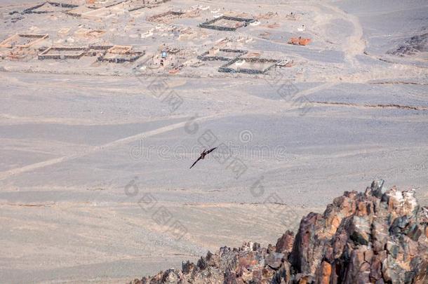 美国人棕色的秃头的鹰采用飞行越过蒙古的mounta采用.反对票