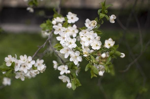 春季开花:树枝关于开花<strong>苹果</strong>或<strong>樱桃</strong>采用指已提到的人英语字母表的第16个字母