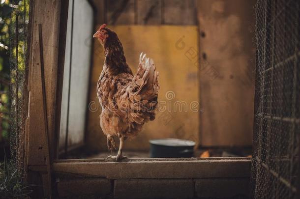 影像-母鸡起立采用恶劣的母鸡房屋向和煦的：照到阳光的一天.Illum采用ate