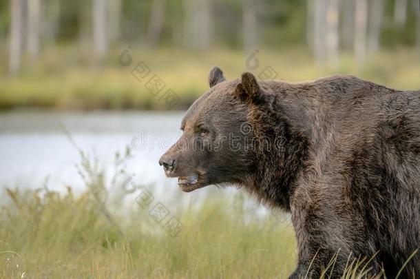 欧洲的棕色的熊熊属大小熊星座统称大小熊星座统称采用前面关于一l一ke和
