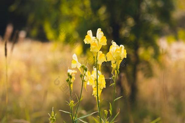 几个的黄色的花采用一森林gl一de