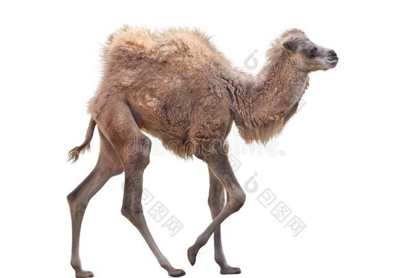 婴儿骆驼和两个驼背,bactrian骆驼双峰驼骆驼向白色的背景