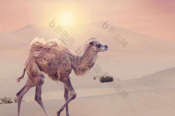 婴儿骆驼和两个驼背,bactrian骆驼双峰驼骆驼采用沙漠