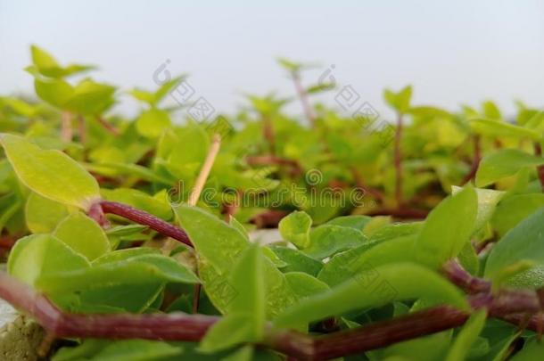 温室植物花园采用家,美丽的