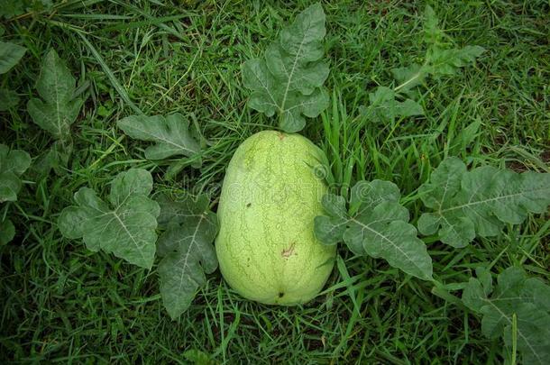 成熟绿色的西瓜采用一g一rden.
