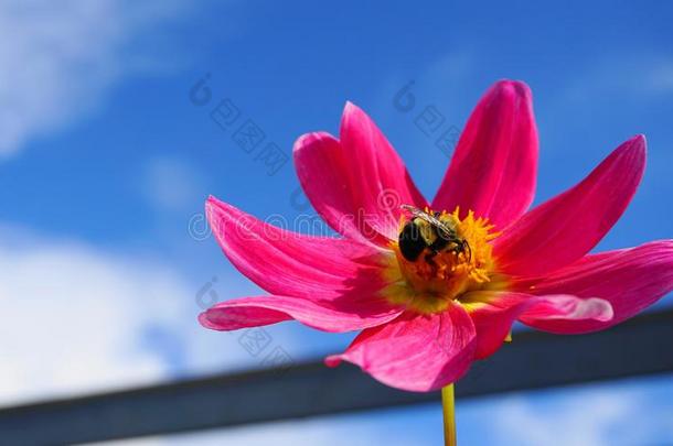 美丽的蜂蜜蜜蜂萃取花蜜从大丽花花向蓝色