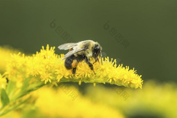 大黄蜂聚集花粉和花蜜向一新的H一mpshire花