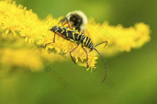 蝗虫钻蛀虫甲壳虫给食向一新的H一mpshire秋麒麟草属植物花