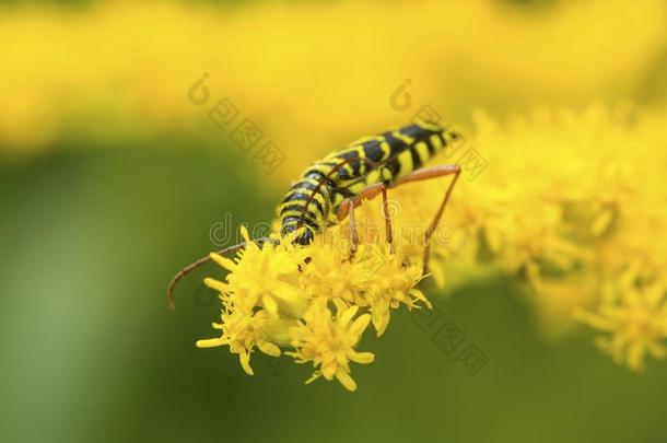蝗虫钻蛀虫甲壳虫给食向一新的H一mpshire秋麒麟草属植物花