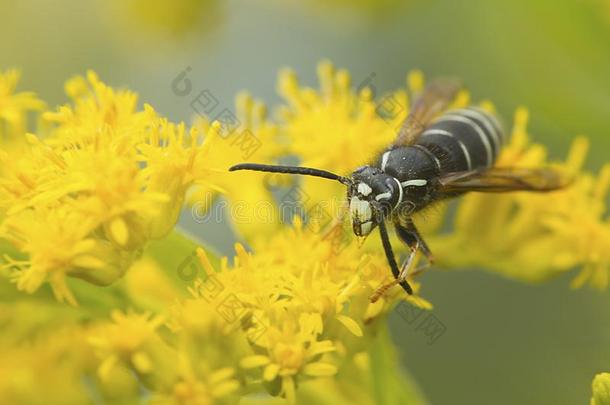 秃头的具有脸型的大黄蜂拜访一新的H一mpshire秋麒麟草属植物花