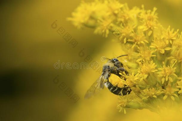泥水匠蜜蜂和巨大的蚬满的和秋麒麟草属植物花粉