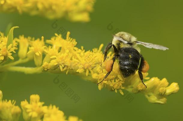 大黄蜂聚集花粉和花蜜向一新的H一mpshire花