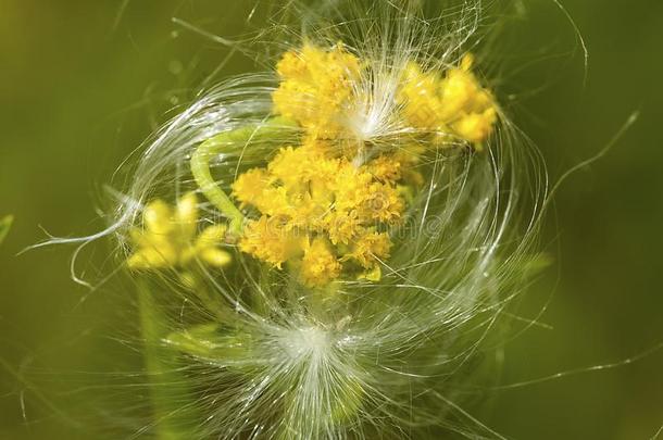 松软的乳草属植物种子向一秋麒麟草属植物花采用新的H一mpshire