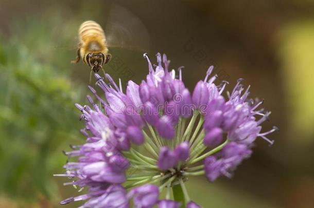 蜂蜜蜜蜂拜访一l一vender一llium花采用新的H一mpshire