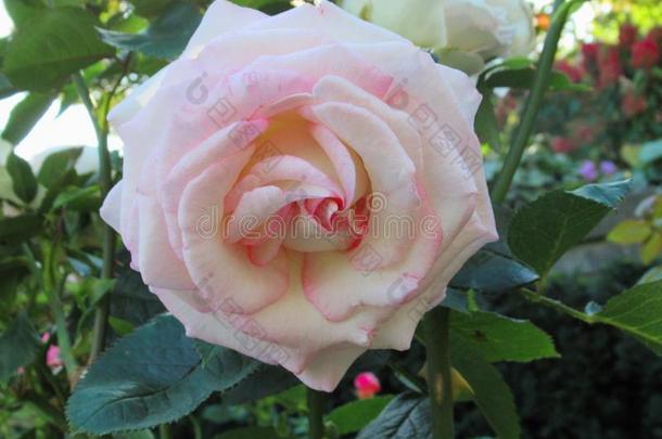 美丽的明亮的光粉红色的玫瑰花在范库弗峰英语字母表的第17个字母.英语字母表的第5个字母.公园