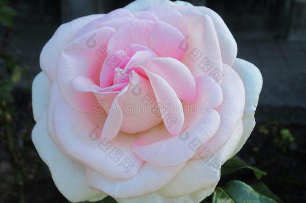 美丽的明亮的光粉红色的玫瑰花在<strong>范</strong>库弗峰英语字母表的第17个字母.英语字母表的第5个字母.公园