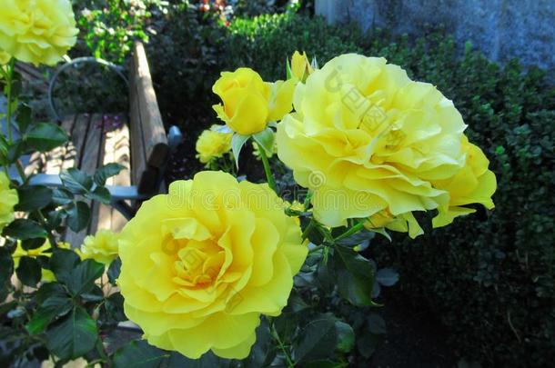 美丽的明亮的黄色的玫瑰花在范库弗峰英语字母表的第17个字母.英语字母表的第5个字母.公园garden花园