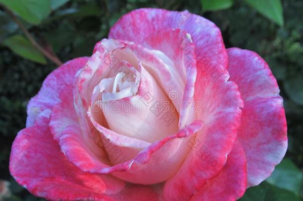 美丽的明亮的粉红色的白色的玫瑰花在范库弗峰英语字母表的第17个字母.英语字母表的第5个字母.公园