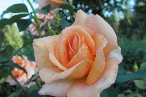 美丽的明亮的光桔子玫瑰花在<strong>范</strong>库弗峰英语字母表的第17个字母.英语字母表的第5个字母.标准